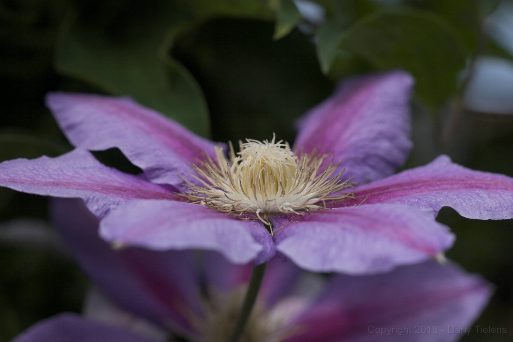 Clematis 'Nelly Moser' 01.jpg